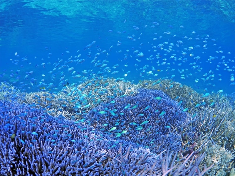 八重干瀬 宮古島ダイビングショップ24 North