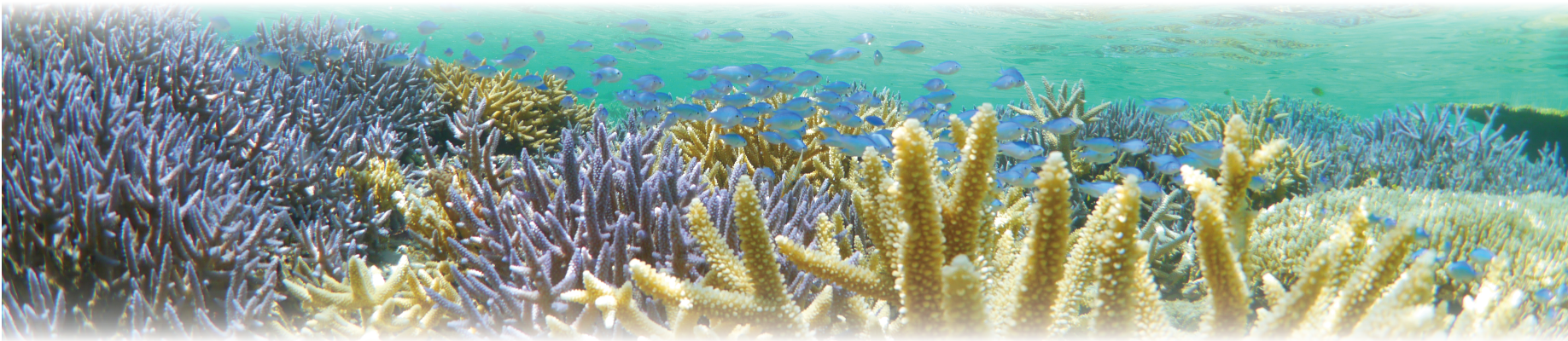 カラフルな珊瑚